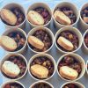 ratatouille_TraiteurMachiroplats_verrines Verrines de taboulé gourmand & légumes — 12 pièces